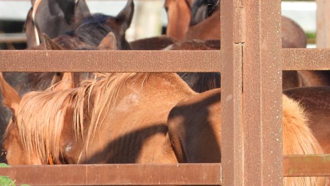 Some of the horses filmed by Animal Liberation Queensland as being at the Meramist slaughterhouse in Caboolture. on Monday. Picture: Animal Liberation Queensland