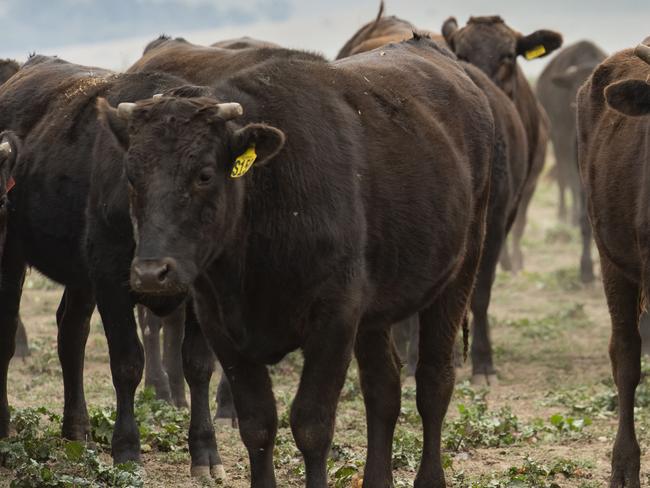 FOCUS: Stephen Gibbons WagyuStephen Gibbons is a Wagyu producer. PICTURED: Generic Wagyu cattle.PICTURE: ZOE PHILLIPS