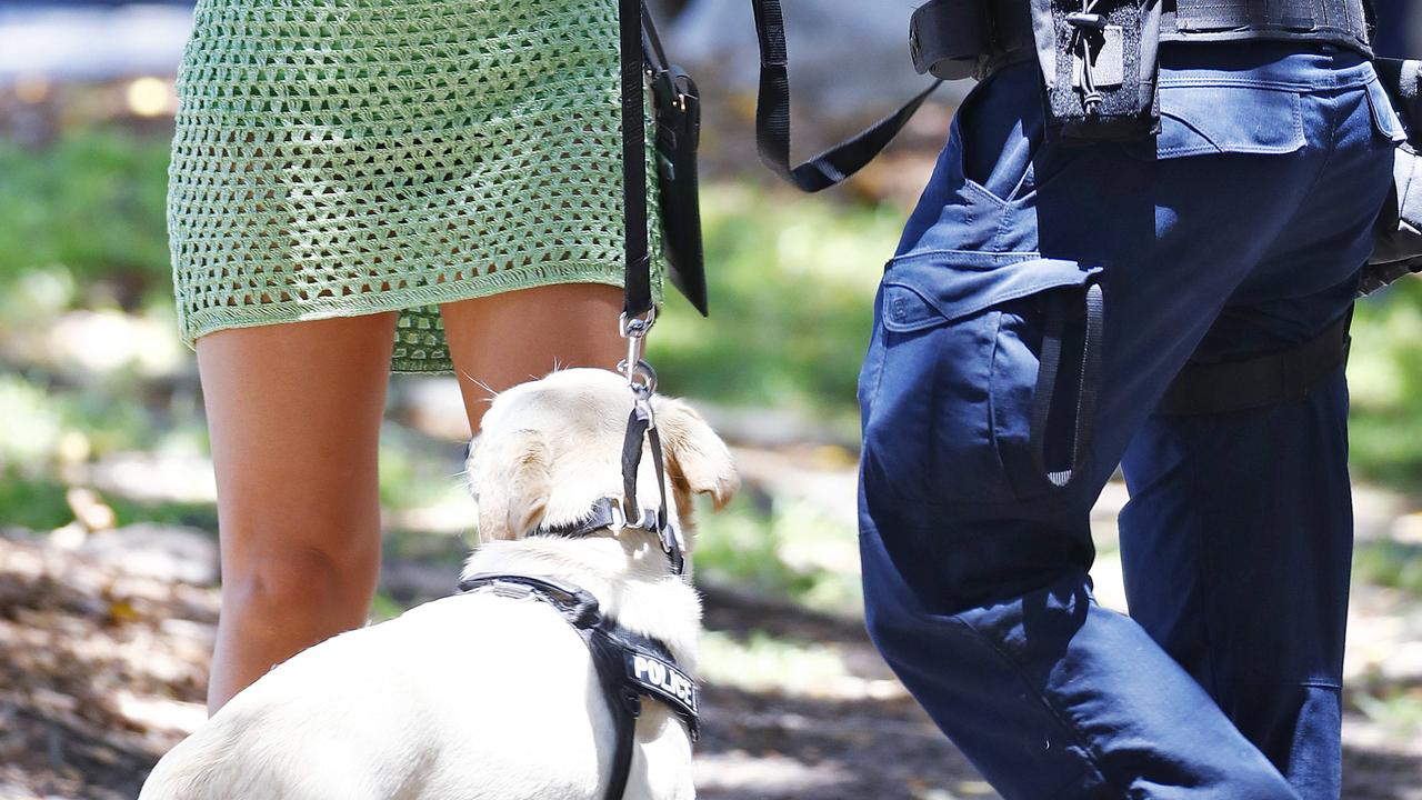 Sniffer dogs will remain a common sight at festivals. Picture: Sam Ruttyn