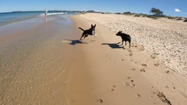 Dog captured in slow motion using GoPro Hero 10 Black