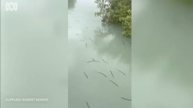 'Never seen this': Creepy sea worm swarm spotted in North Qld (ABC News)