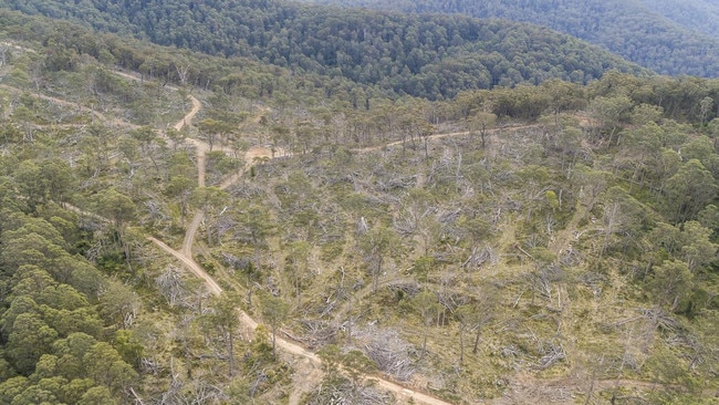 FCNSW has been ordered to halt logging operations in Tallaganda State Forest. Picture: Andrew Kaineder / WWF-Australia