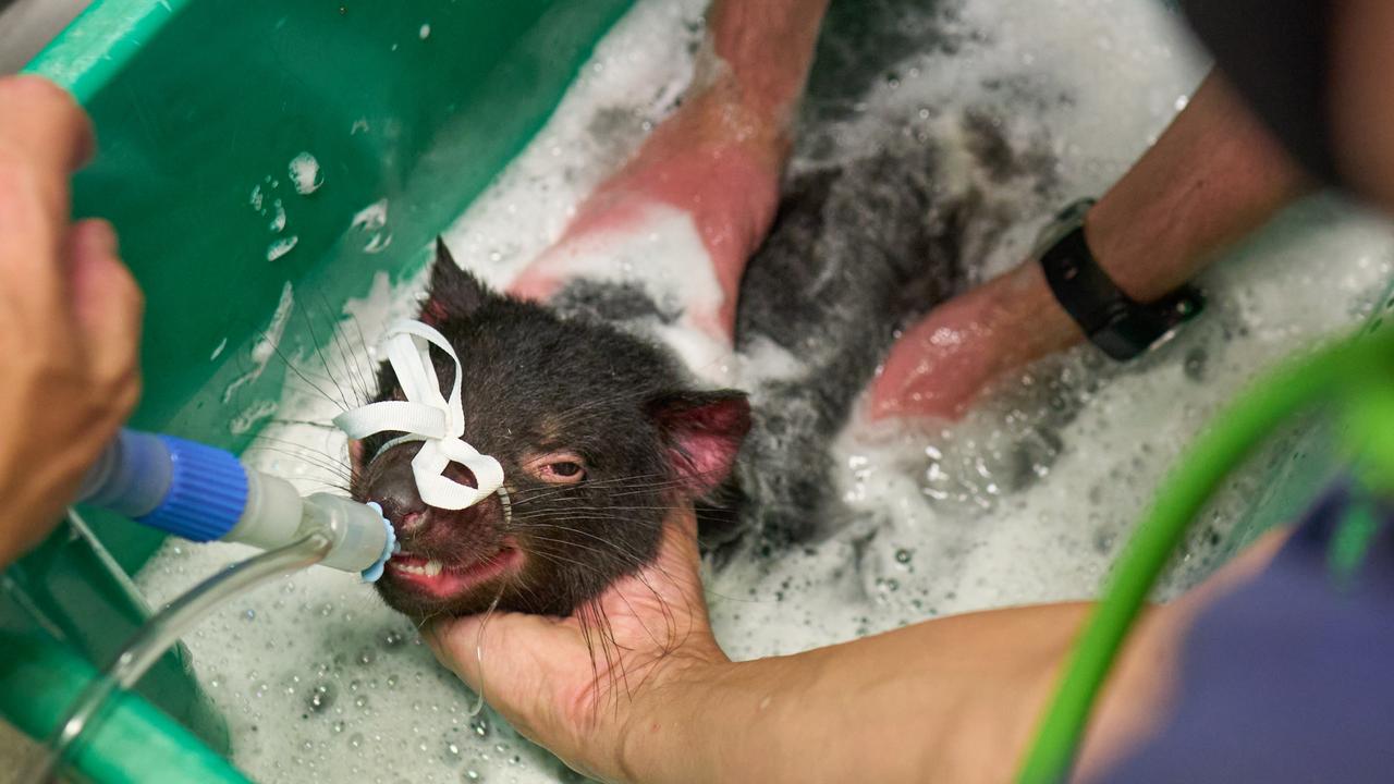 Macca the young Tasmanian devil gets a bubble bath to remove the oil that seeped into his coat after spending three days trapped in a mechanic’s pit. Picture: Michael Eastwell