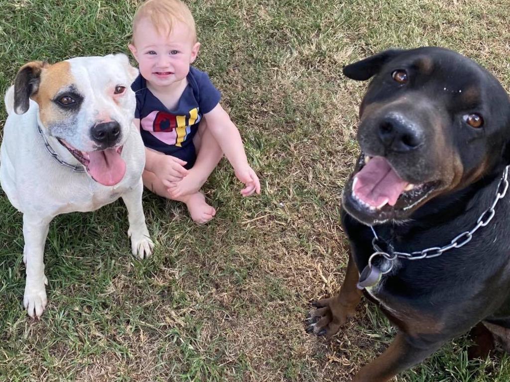 Mandee Hopkins got the fright of her life when her partner discovered Ratsak pellets in their Yarraman backyard. The family’s dogs Pippa (left) and Pixel (right) both required emergency veterinary attention after ingesting pellets from the grass where her 10-month old son Declan was playing only moments beforehand. Picture: Contributed