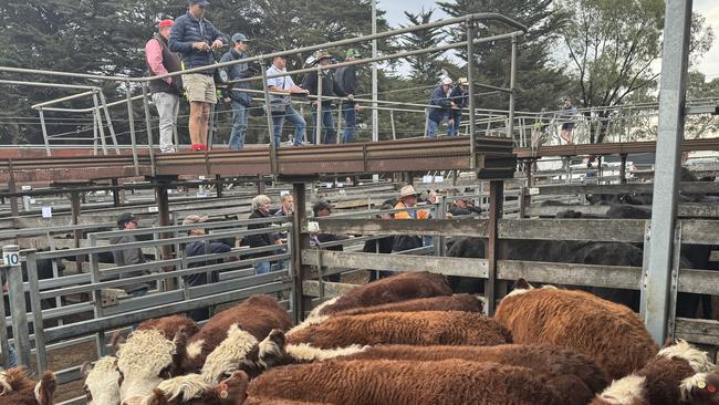 Old Ripponhurst Hereford heifers sold to strong demand at Hamilton's store cattle sale.