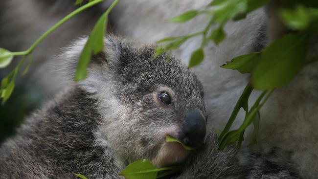 A boast by NSW Environment Minister Matt Kean that he would double the state’s koala population in the next 30 years had ‘no science behind it’.