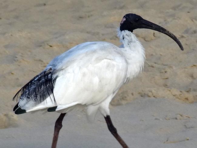 Australian ibis - don knowler birds column