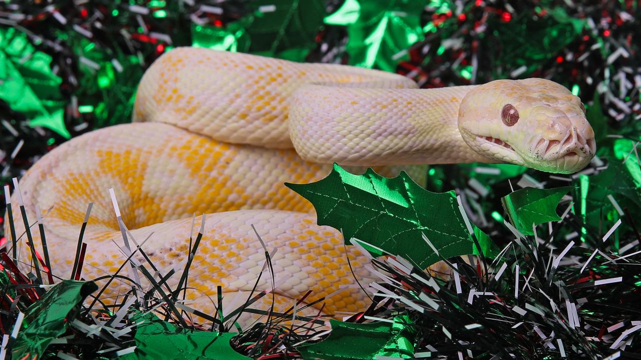 Pavlova is an adult albino Darwin python. Picture: Zak Simmonds