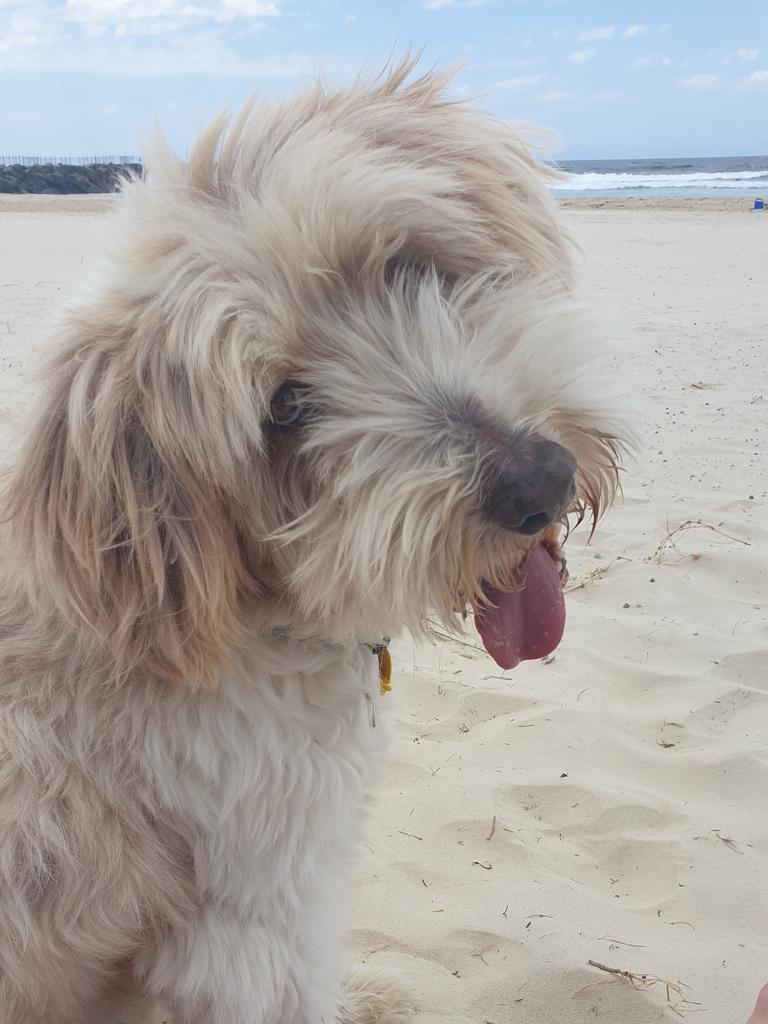 09/10/2020 - Diesel at the beach. Shailer park. Picture: Hayley curtis d