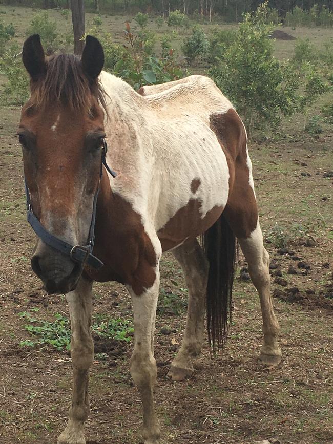 This gelding was euthanised after being seized on March 8 from the owner of the Storybook Farm-Sacred Animal Garden by RSPCA. Vets had determined he was "beyond saving." Picture: RSPCA Queensland.