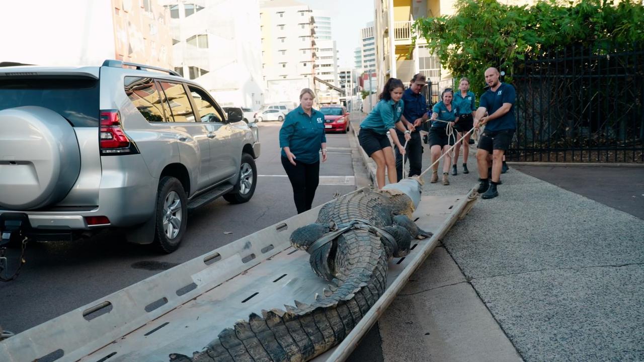 A 650kg saltwater crocodile has been delivered to Crocosaurus Cove in ...