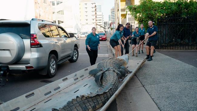 Outback Wrangler Matt Wright transported Daly, a 650kg saltwater crocodile into Shadford Ln, behind Crocosaurus Cove on Thursday May 9.