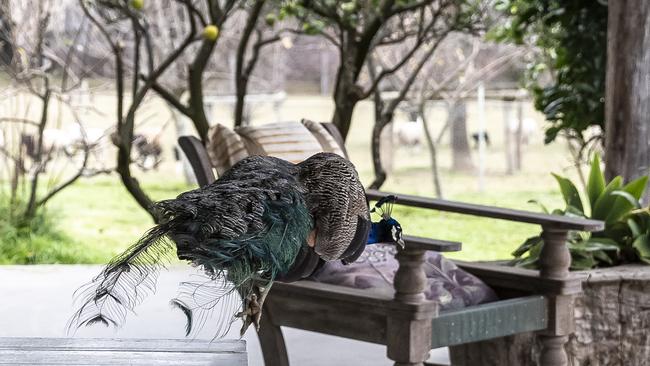 Resident peacock