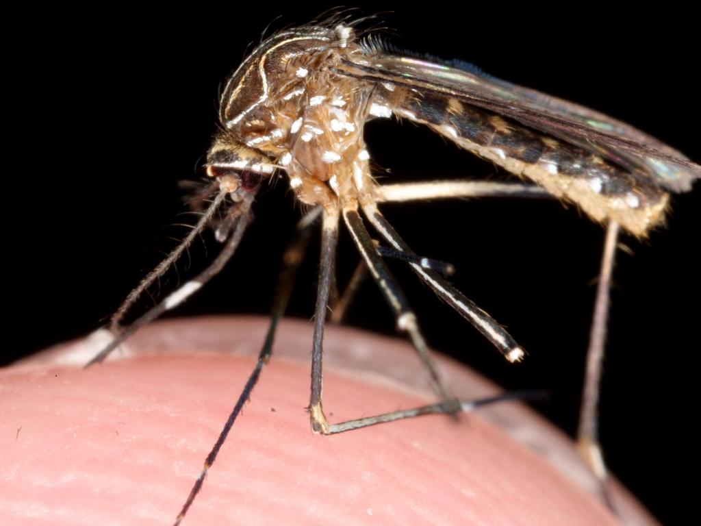 Early summer conditions, particularly in coastal areas, are conducive to mosquito breeding.