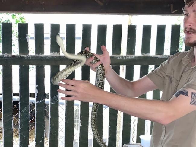 Brisbane snake catcher Josh Castle carefully removes a metre-long python from under a city home. Picture: Isabella Magee