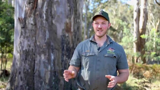 Tassie devil baby boom at Aussie Ark