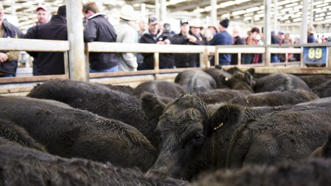 Onlookers kept a keen eye on the market at the Leongatha store cattle sale today. Picture: File