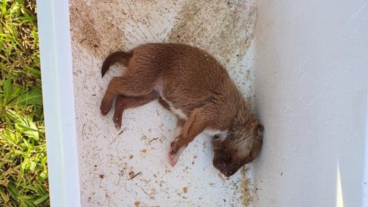 A puppy froze to death after it was left inside an esky overnight in Western Sydney. Picture: RSPCA NSW