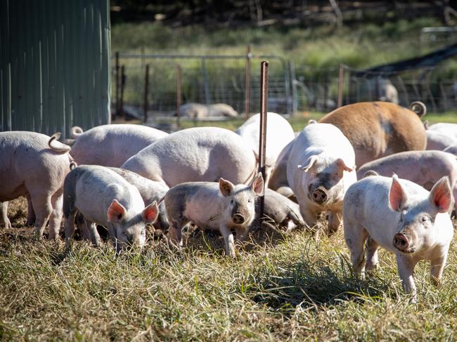 Pork industry workers will be offered vaccines. Picture: Melanda Park