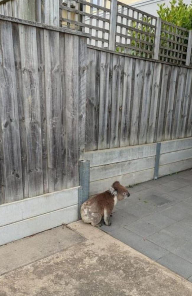 The koala didn’t know how to exit the car park and when Peter saw her almost become run over, he had to get her out of there. Picture: Facebook