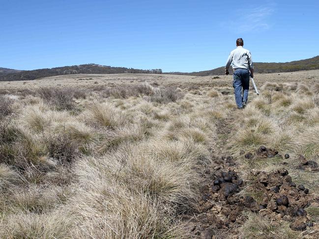 Robert Gibbs from National Parks inspects the areas frequented by wild brumbies in the Kosciuszko National Park. Picture: Stephen Cooper