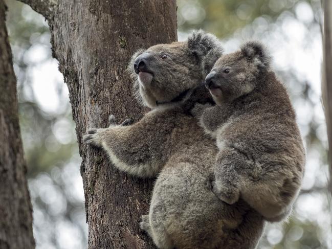 -mother and joey up a tree: Mother and joey, rescued by Science for Wildlife, happily settling back into the wild in the Blue Mountains after the Black Summer bushfires ripped through their home months earlier. The funding award will support a citizen science project that will use acoustic surveys for koalas to work out how many koalas are left in the unburnt asset protection zones in and around developed areas in the Blue Mountains. Image by Ian Brown