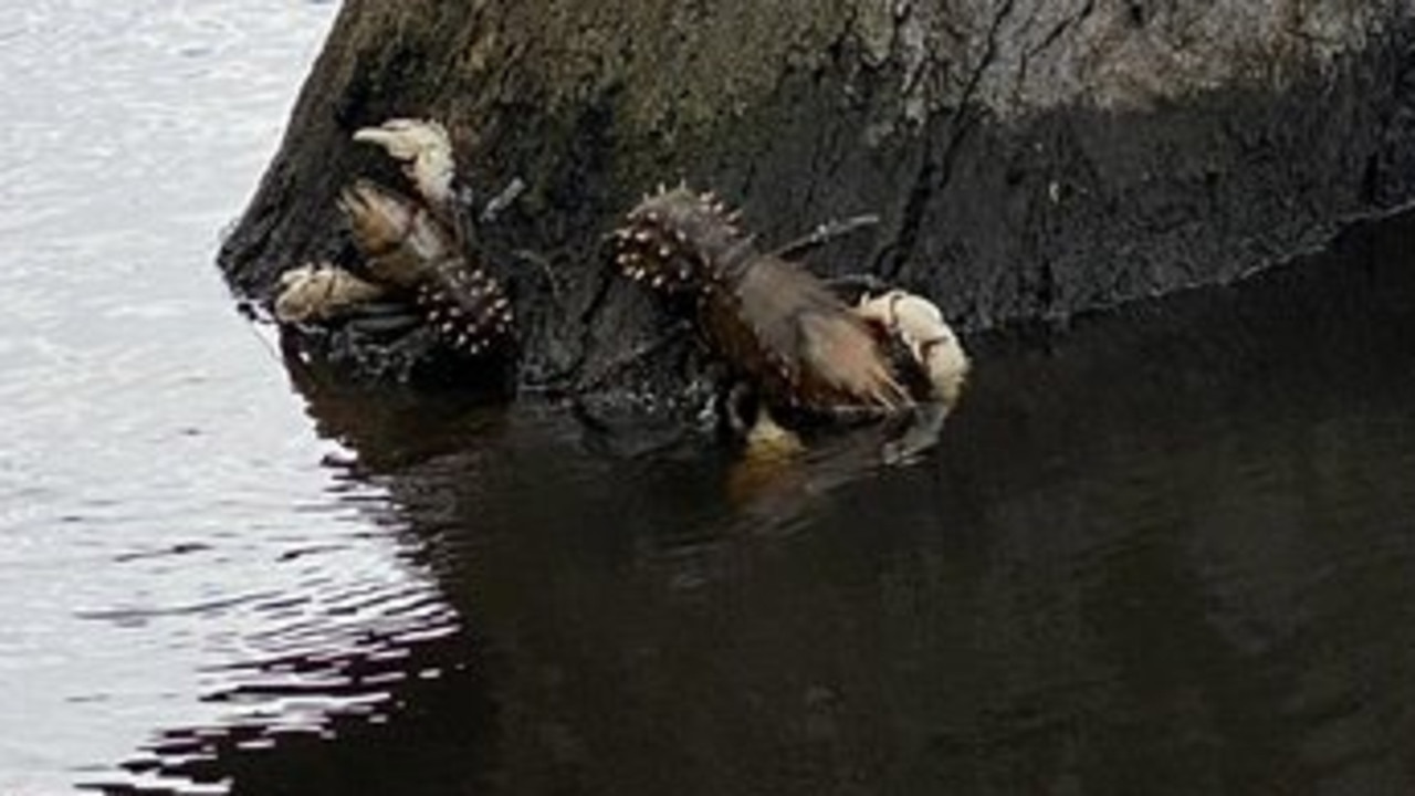 Crayfish are crawling out of the ‘blackwater’ in Swan Hill, which is experiencing a spike in dissolved carbons as a result of recent flooding. Picture: Facebook