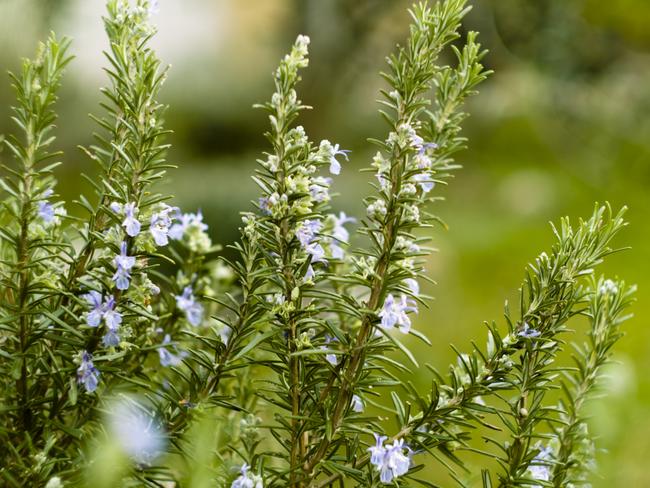 Rosemary can work wonders