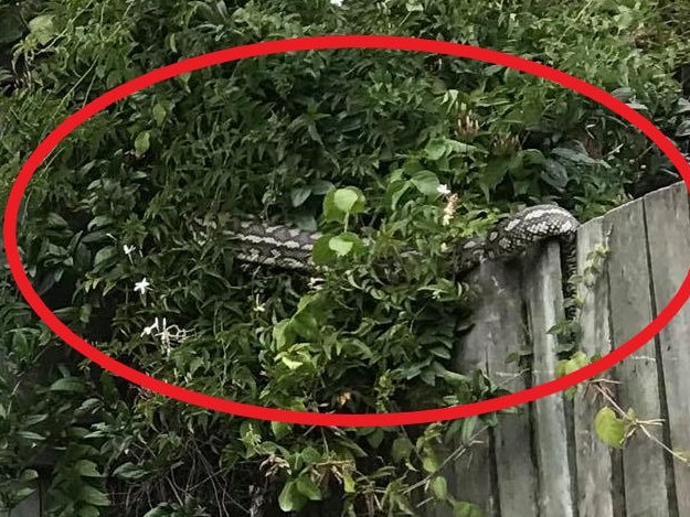 The snake was hidden in shrubbery. Picture: Facebook/