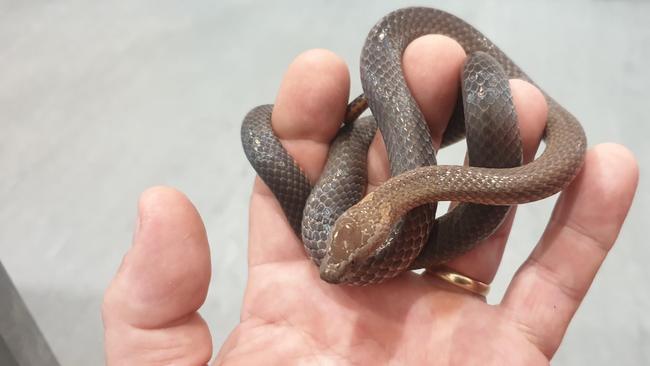 The golden-crowned snake found at North Rocks.