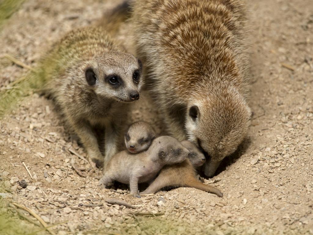 How to become a wildlife photographer | The Advertiser