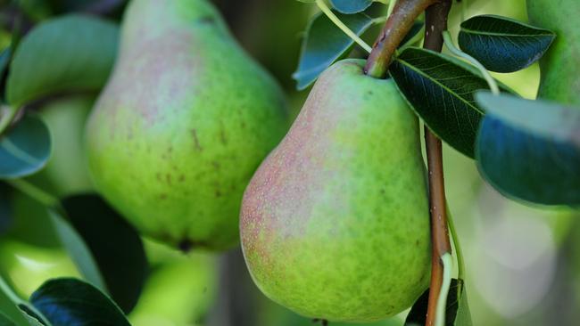 Jillian Logan: How to get rid of pear and cherry slugs | The Weekly Times