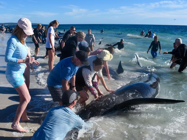 Huge rescue effort to save more than 200 pilot whales from being stranded on a WA beach. Photo: Mick Marlin