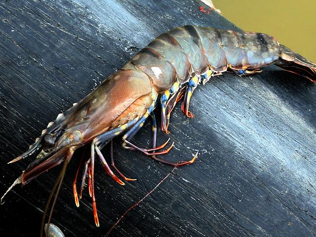 White Spot is lethal to prawns and has wiped millions of dollars from Queensland’s seafood industry. Picture: Liam Kidston