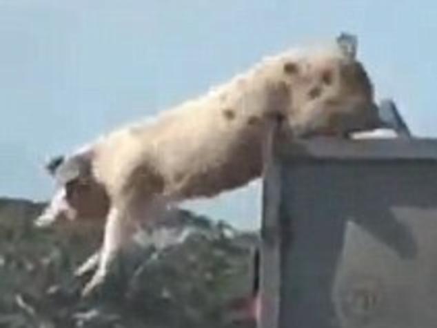 Pig leaps off truck to save bacon