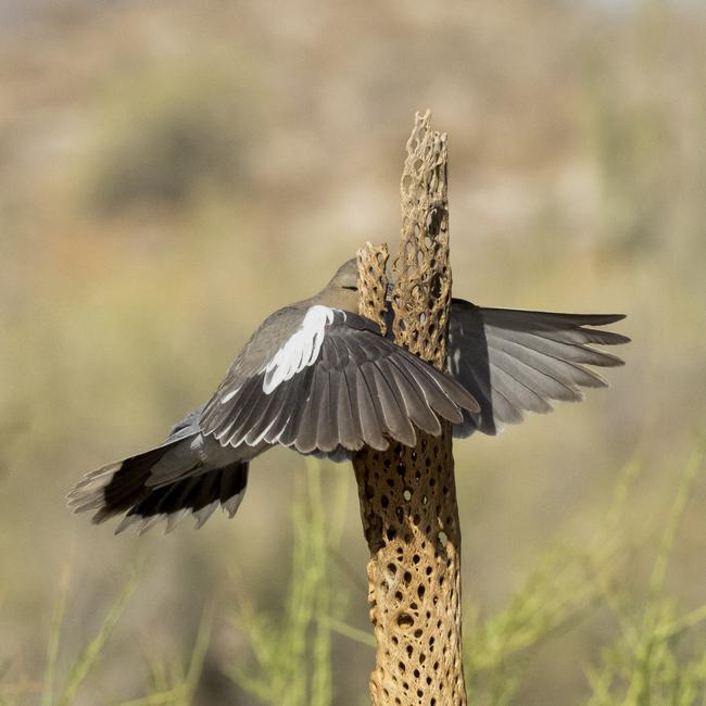 A white-winged dove flies head-on into a cholla cactus skeleton in Arizona, USA. Picture: Wendy Kaveney