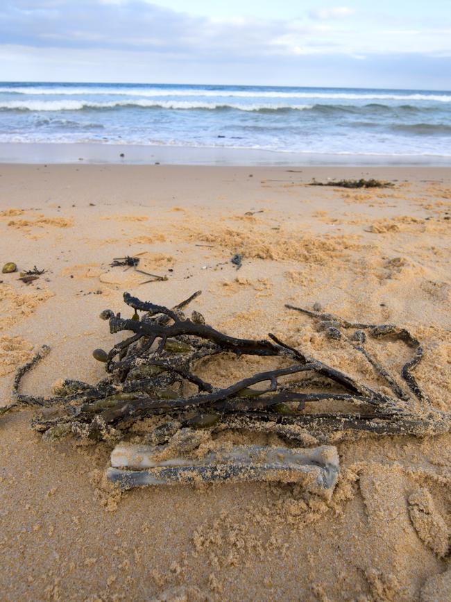 Human bones found by walkers along Tura Beach in the Bournda National Park.