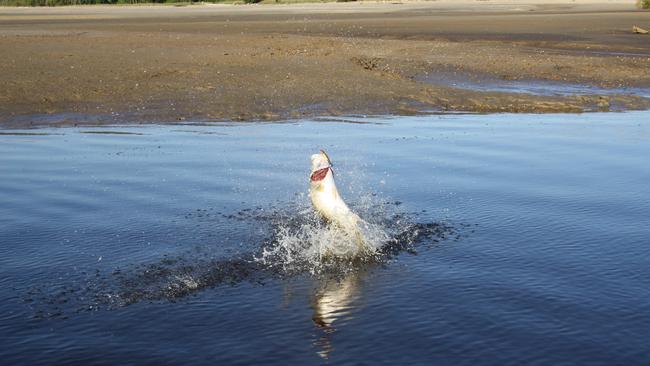 A nice barra hooked on the flats taken on a B52 lure.