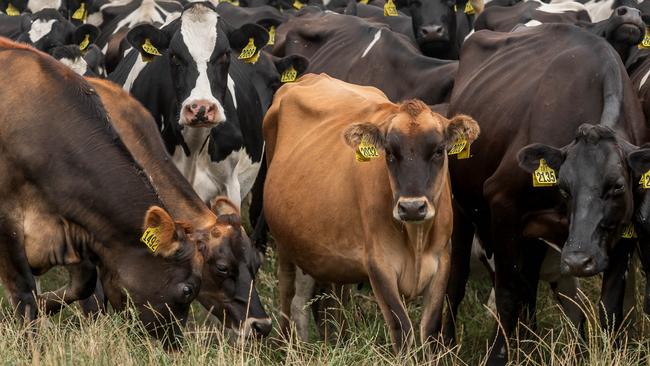 Dairy cows at Woolnorth.January 29 2024 Picture by Phillip Biggs