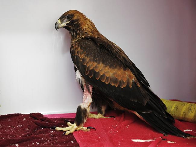 Tuross the wedge-tailed eagle after having surgery done on his broken tibia. Picture: Sam Ruttyn