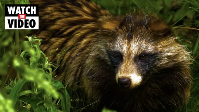 Meet the raccoon dog hybrid breed (Animalogic)