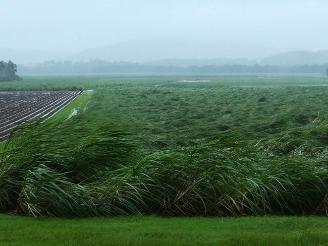 Proserpine sugar cane crop blown over by cyclone Debbie winds. Photographer: Liam Kidston.