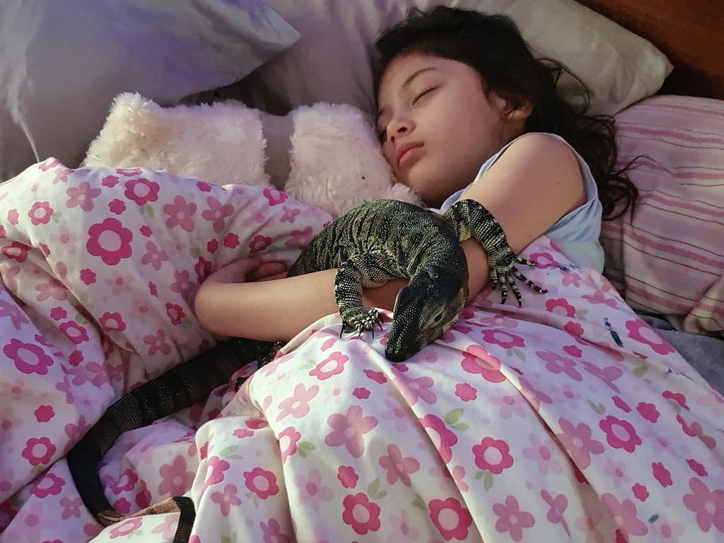 Snuffy the lace monitor lizard went missing from his Andergrove home in January 2025. He loves cuddling. Picture: Supplied