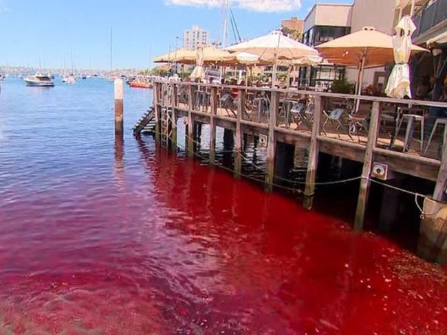 Residents in Sydney were shocked this morning to discover mysterious red water in the bay that runs into Sydney Harbour, leaving experts puzzled. Picture: 7 News