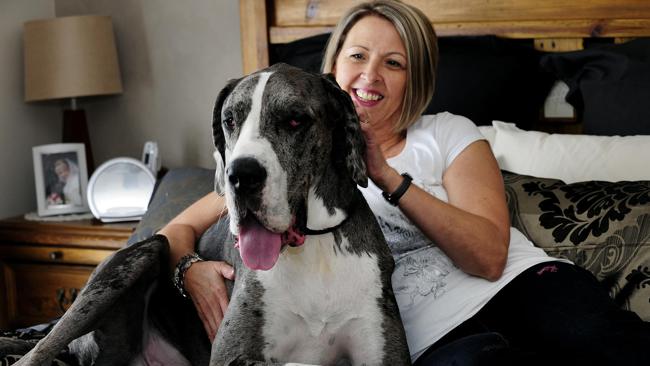 Frankie the great dane defies death to become veterinary medical ...