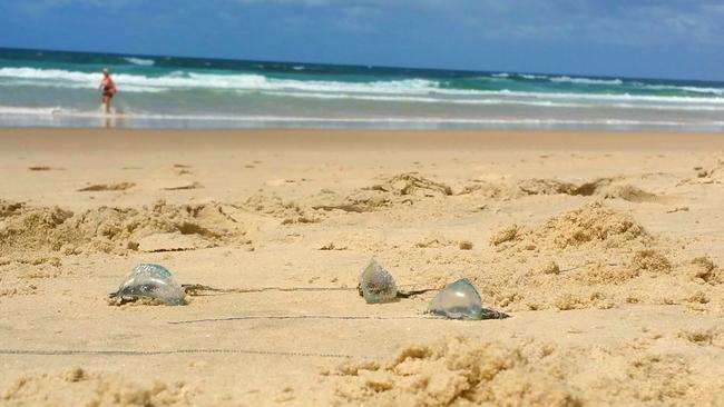 Lifeguards Warn On Blue Bottles After Spate Of Stings On Coast Beaches