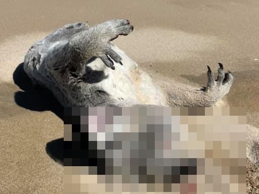 SOCIAL MEDIA IMAGE DISCUSS USE WITH YOUR EDITOR - Photos of the dead koala on a Hay Point beach, shared on social media. Picture: Breeoni Moore Cogill