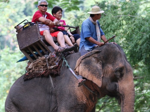 Tourist elephants starving, owners can’t afford to feed them