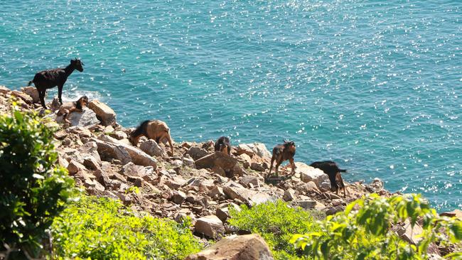 The island used to be overrun with goats but council rangers believe all but one was killed. Picture: Ben Allen