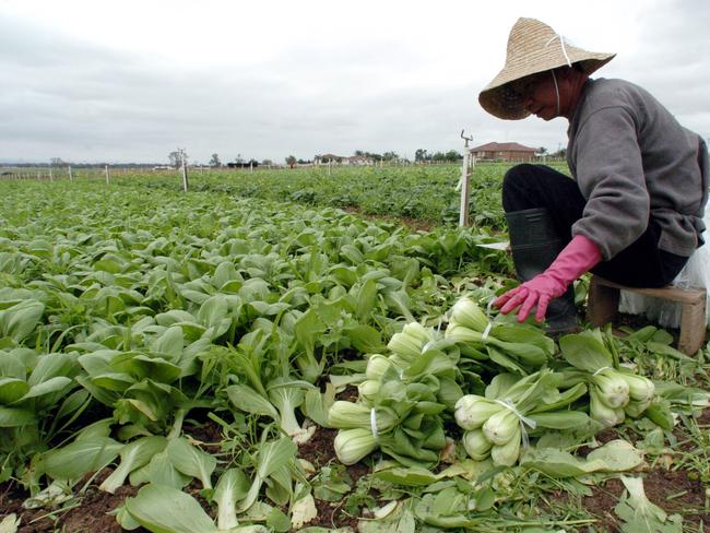 Workers busy harvesting Asian vegetables on a farm at Kemps Creek in Sydney's west.